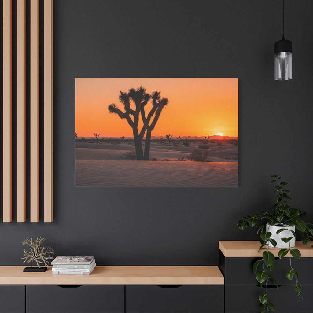 Joshua Tree National Park - Desert Dusk Silhouette