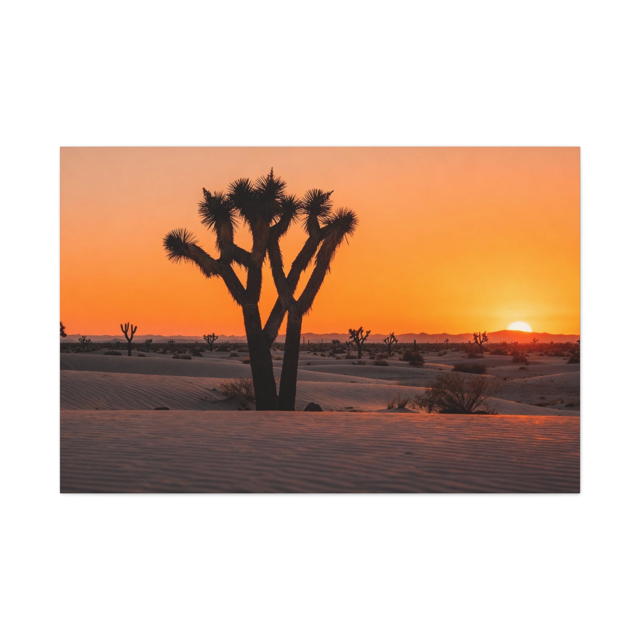 Joshua Tree National Park - Desert Dusk Silhouette